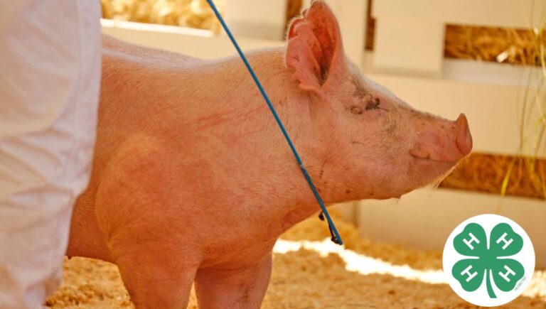 picture of person showing pig