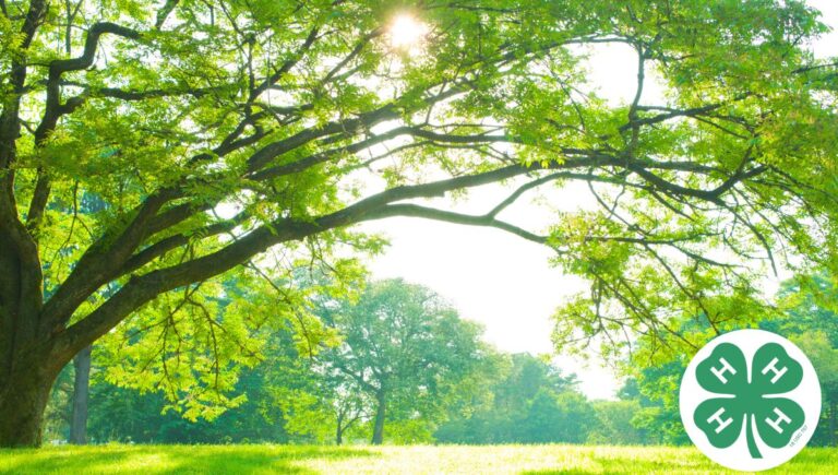 2026 4-H Poster Contest Information